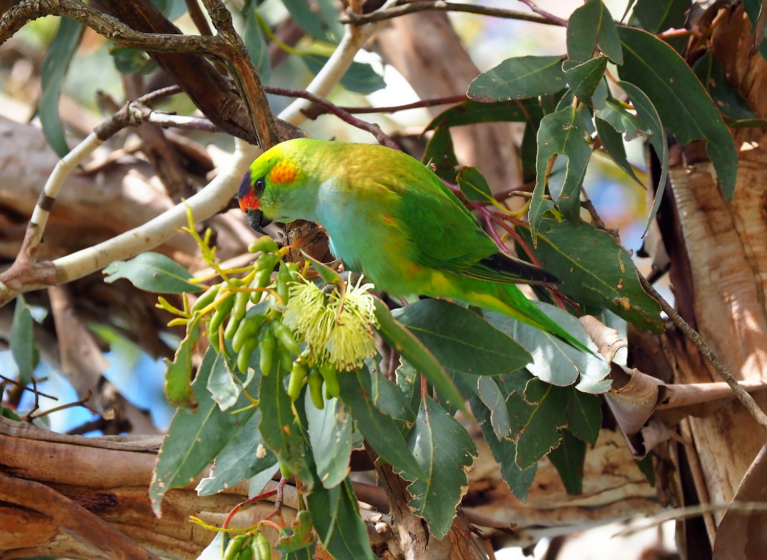 image Purple-crowned Lorikeet